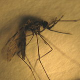 سراوان کانون اصلی بیماری "مالاریا" در ایران