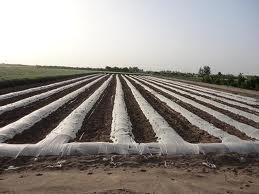 لزوم افزایش سطح شاخص‌های تولیدات کشاورزی در آذربایجان‌شرقی