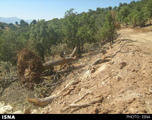 تولید نهال راه‌ مقابله با خشکسالی جنگل‌های زاگرس