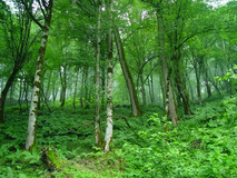 اجرای طرح "توسعه سبز" در 120 هزار هکتار از جنگل‌های هیرکانی
