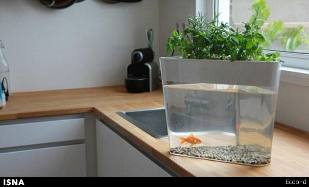 سیستم پرورش همزمان گیاه و ماهی + تصویر