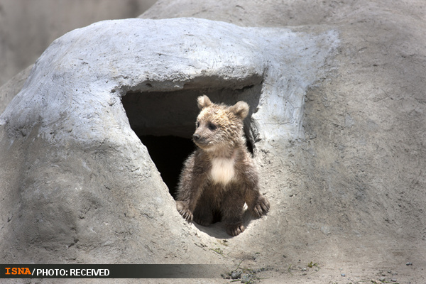 wWw.Animals-Lover.iR | صدایی برای بیصدایان