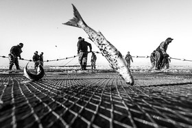 افزایش 48 درصدی صید ساردین ماهیان در جاسک