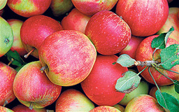 تولید و صادرات سیب رکورد زد