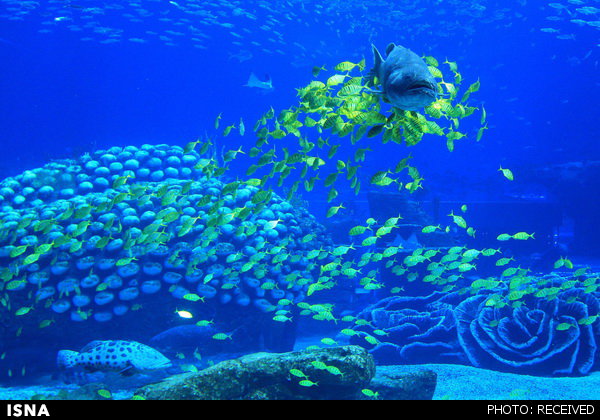 ساخت بزرگترین آکواریوم تونلی کشور