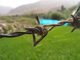 Barbed_Wire_1.JPG