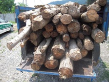 افزایش 80 درصدی قاچاق چوب از محور فلارد به اصفهان