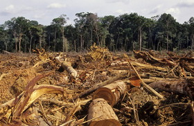 بازداشت 155 قاچاقچی چوب درخت در میانمار