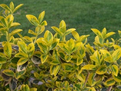 Euonymus fortunei 1.jpg