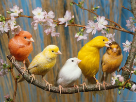 Five-Canaries-of-Different-Colors.jpg