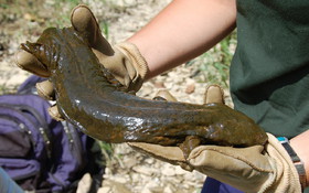 Hellbender_size_lg.jpg