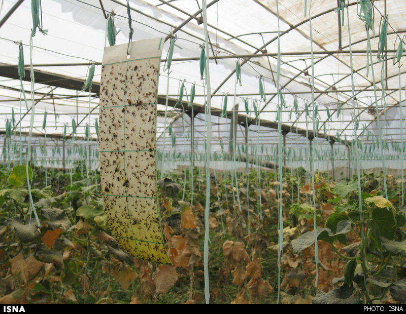 مبارزه بیولوژیک با آفات در بیش از 2550 هکتار از اراضی کشاورزی آذربایجان‌غربی