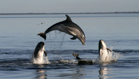 دلفین‌های شبه‌جزیره کریمه تحت کنترل روس‌ها درآمدند!