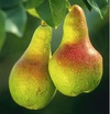 Pears50.jpg