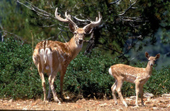 Persian-fallow-deer-2.jpg