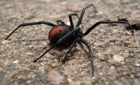 Redback-spider-550x400.jpg