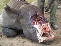 Rhino_C_Anti-poaching Unit_Zimbabwe.jpg