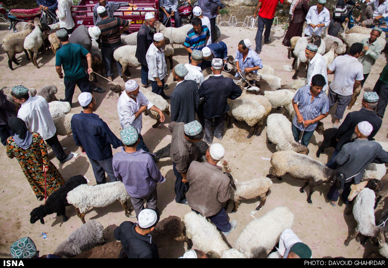 بازار گوسفند فروشی در کنار شهر کاشگر