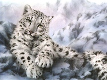 Snow Leopard Wallpaper.jpg