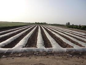 سهم ناچیز کشاورزی از آب سد "شیرین‌سو"