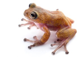 Thorny frog.jpg