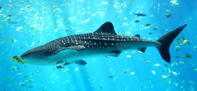 Whale_shark_Georgia_aquarium.jpg