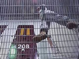 شش زندانی گوآنتانامو آزاد می‌شوند
