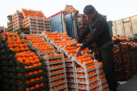 روزانه 800 تن میوه در نوروز در بازار مشهد توزیع می‌شود