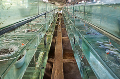 amya (4 of 12).jpg