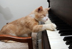 گربه نابینایی که آرزو دارد پیانیست شود