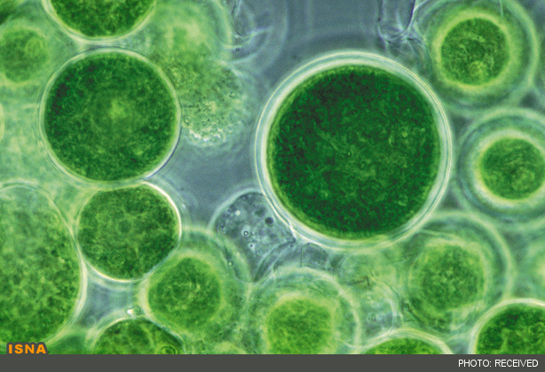 http://media.isna.ir/content/biodiesel-microalgae1-1.jpg/6