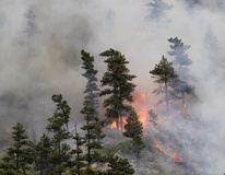 گزارش آتش‌سوزی در پارک ملی گلستان را دریافت نکرده‌ایم/خاطیان مجازات شوند