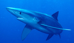 blue-shark.jpg