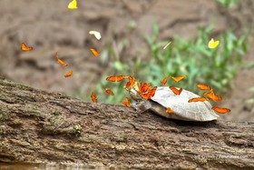 butterflies-turtle-tears-3.jpg