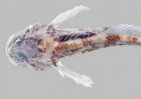 cedar-sculpin.jpg