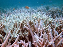 نابودی ۷۰ ‏درصد سواحل مرجانی خلیج‌فارس
