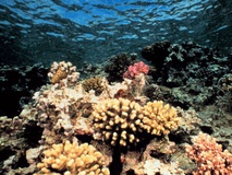 coral-reef_507_600x450.jpg