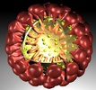 coronavirus.jpg