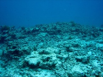 degraded coral.JPG