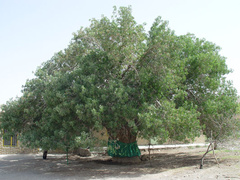 درختان مقدس derakht.jpg