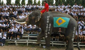 جام جهانی "فیل‌ها" زودتر از جام جهانی فوتبال شروع شد!