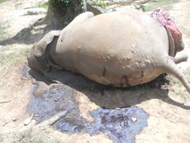 شکارچیان در زیمبابوه 80 فیل را کشتند 