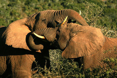 elephants-tusks-ed.jpg