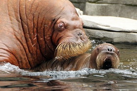 first-walrus-pup-born-in-german-zoo.jpg