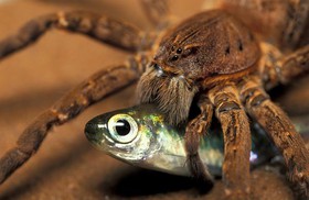 fishing-spider-eating-01_80808_600x450.jpg