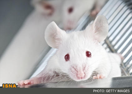 بازیابی حافظه موشهای مبتلا به آلزایمر برای اولین بار 1