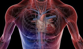 "پرولاپس دریچه میترال"؛ شایع‌ترین بیماری قلبی در دنیا