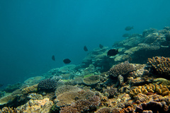 great-barrier-reef.jpg