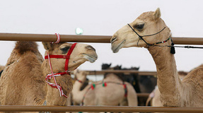واردات شتر و گوسفند مغولی درمقابل صادرات خشکبار و میگوی ایرانی