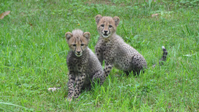 ht-dc-zoo-cheetah-cubs-nt-120727-wmain-jpg_192040.jpg